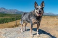 Blue Heeler Dog on a hot summer day Royalty Free Stock Photo