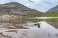 Blue Heeler Dog on a hot summer day Royalty Free Stock Photo