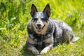 Blue Heeler Dog on a hot summer day Royalty Free Stock Photo