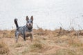 Blue Heeler