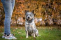 Blue heeler dog is sitting near owner while obedience training. Portrait of australian cattle dog Royalty Free Stock Photo