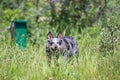 Blue Heeler Dog in tall grass Royalty Free Stock Photo