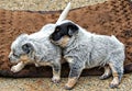 Blue Heeler Dogs Royalty Free Stock Photo