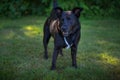 Blue Heeler Labrador Mix standing in a lush green parl Royalty Free Stock Photo