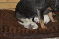Blue Heeler With Newborn Puppies Royalty Free Stock Photo