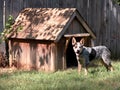 Blue Heeler Outside His Dog House Royalty Free Stock Photo