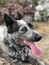 Blue heeler Australian cattle dog Royalty Free Stock Photo