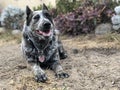 Blue heeler Australian cattle dog Royalty Free Stock Photo