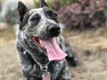 Blue heeler Australian cattle dog Royalty Free Stock Photo