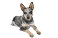 Blue Heeler Puppy Royalty Free Stock Photo