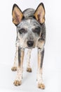 Blue Heeler Puppy Royalty Free Stock Photo