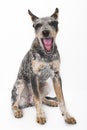 Blue Heeler Puppy Royalty Free Stock Photo