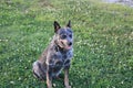 Blue Heeler sitting