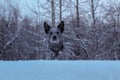 Blue heeler snowy hill