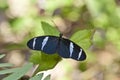 Blue Heliconius butterfly