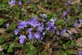Blue hepatica flowers Anemone hepatica in early spring in forest on a sunny day Royalty Free Stock Photo