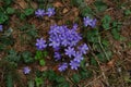 Blue hepatica flowers Anemone hepatica in early spring in forest, top view Royalty Free Stock Photo