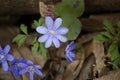 Blue Hepatica nobilis (Liverleaf) early blooming plants Royalty Free Stock Photo