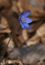 Blue hepatica