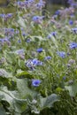 Blue Herbal and medicinal plants  in the country style wild garden -  borage and corn flower Royalty Free Stock Photo