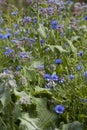 Blue Herbal and medicinal plants  in the country style wild garden -  borage and corn flower Royalty Free Stock Photo