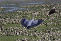 Blue heroine in oyster beds