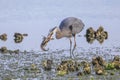 Blue heroine in oyster beds