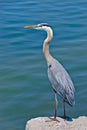 Blue Heron