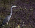 Blue Heron At Cranberry Marsh Royalty Free Stock Photo