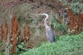 Blue Heron