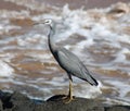 Blue Heron Royalty Free Stock Photo