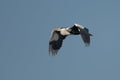 Blue heron Ardea cinerea flying on blue sky. Great gray heron in flight Royalty Free Stock Photo