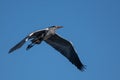 Blue heron Ardea cinerea flying on blue sky. Great gray heron in flight Royalty Free Stock Photo