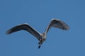 Blue heron Ardea cinerea flying on blue sky. Great gray heron in flight Royalty Free Stock Photo