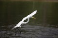 White Florida Heron flying through the air