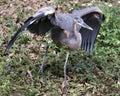 Blue Heron bird stock photos. Blue Heron bird close-up profile view with spreaded wings foliage background