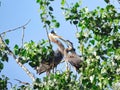 Blue Heron Bird Feeds Three Hungry Babies
