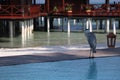 Blue heron bird on Maldives beach Royalty Free Stock Photo