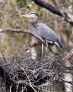 Blue Heron bird photo. Picture. Image. Portrait. Bird nest with baby birds. Bokeh Background.