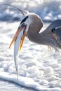 Blue Heron with the Catch of the Day Royalty Free Stock Photo