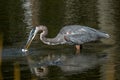 Blue Heron catches fish