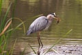 Blue heron catching it`s next meal at shoreline of a small pond.