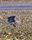 Blue Heron Photo and Image. Close-up side view with spread wings, standing in the water with water lilies background in its Royalty Free Stock Photo