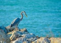 Blue Heron Fishing in Florida.