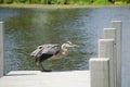 Blue Heron on Dock Royalty Free Stock Photo