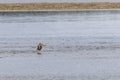 blue heron eating fish it just caught Royalty Free Stock Photo