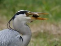 blue heron eating roach Royalty Free Stock Photo
