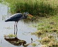 Blue Heron