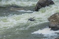 Blue Heron of the Falls Royalty Free Stock Photo