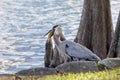 Blue Heron Feeding on Fish Royalty Free Stock Photo